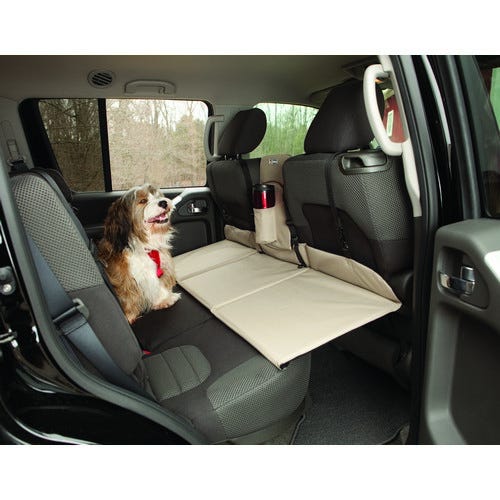 Dog in backseat of car best sale